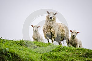 Mother sheep and her twin lambs