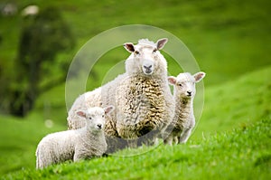 Mother sheep and her twin lambs