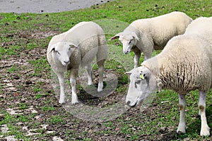 mother sheep with her two young lambs grazing on the dike of the Dutch Wadden Island of Terschelling