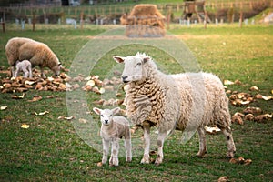 Mother sheep with its baby on the farm