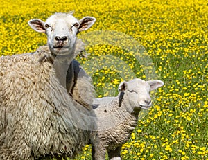 Mother sheep and lamb in an English meadow during Spring.