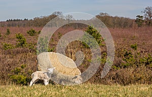 Mother sheep with lamb in National Park Drents-Friese Wold