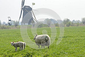 Mother Sheep And Lamb Together At Abcoude The Netherlands 15-4-2019