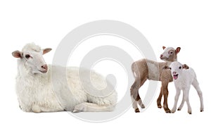 Mother sheep and little sheep isolated on white