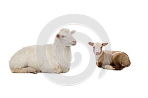 Mother sheep and little sheep isolated on white