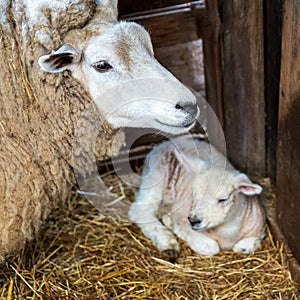 Mother sheep with newborn lamb