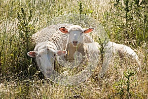 Mother sheep and older lamb lying amongst the grass and thistles in a meadow in Australia