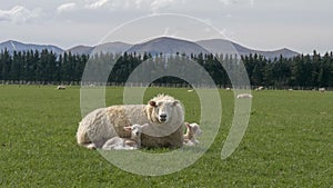 Mother sheep rests with her two young lambs on a farm