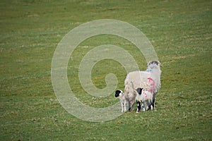 Mother sheep standing in a field with two lambs