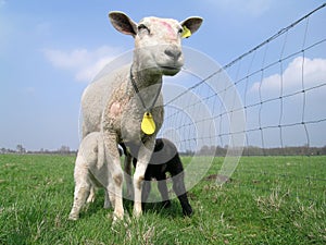 Mother sheep suckling a black and a white lamb