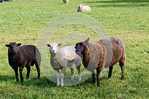 Mother sheep with tow lambs on a green meadow