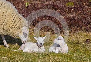 Mother sheep with tow lambs in National park Drents-Friese Wold photo