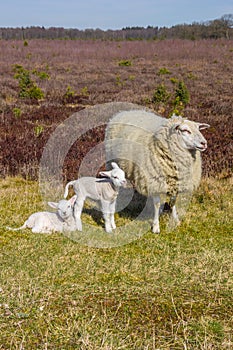 Mother sheep with tow little white lambs in the heather fields of Drents-Friese Wold