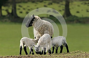 Mother Sheep and Triplets