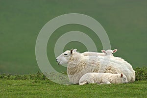 Mother Sheep and Twin Lambs