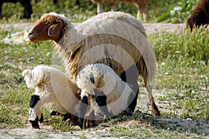 Mother sheep and twins