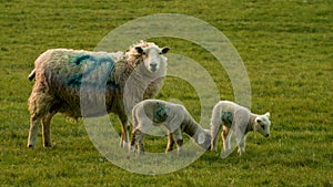 Mother sheep and two baby lamb standing in a field on a farm in evening sunlight