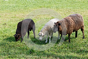 Mother sheep with two feeding lambs on a green meadow