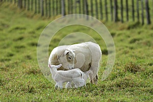 Mother sheep with two lambs