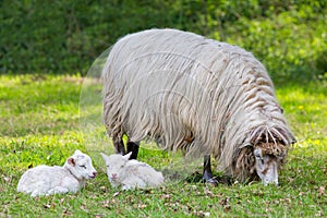 Mother sheep with two white lambs in meadow