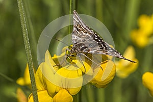 Mother shipton moth (Calistege mi)