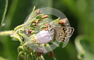 A Mother Shipton Moth, Callistege mi, nectaring from a Comfrey flower in a meadow in the UK.