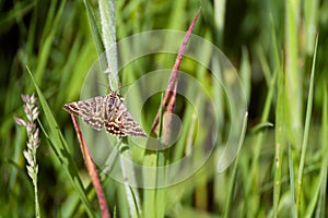 Mother Shipton moth warming up on a grass stem in the morning sunshine