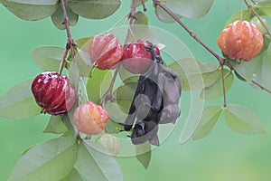 A mother short nosed fruit bat is resting while holding her baby on a branch of a fruit-filled Surinam cherry tree.