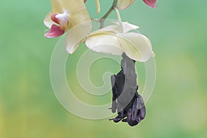 A mother short nosed fruit bat is resting while holding her baby in a wild orchid flower arrangement.