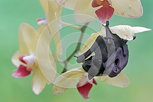 A mother short nosed fruit bat is resting while holding her baby in a wild orchid flower arrangement.