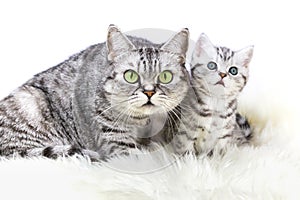 Mother silver tabby cat with young kitten