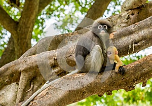 Mother sitting in tree holding orange baby dusky mountain in her lap