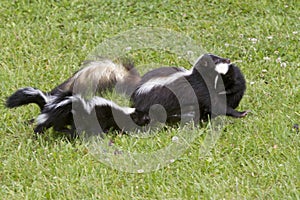 Mother Skunk Carrying a Baby in her Mouth