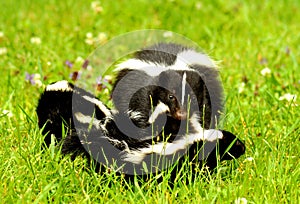 Mother skunk carrying her kits