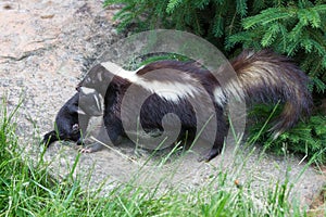 Mother skunk and newborn