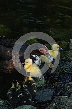 Mother with small baby chick muscovy ducks Cairina moschata in Naples
