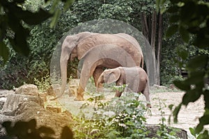 Mother and son African elephants.