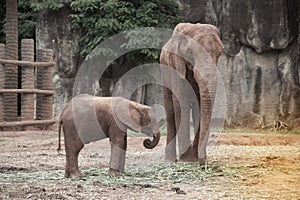 Mother and son African elephants.