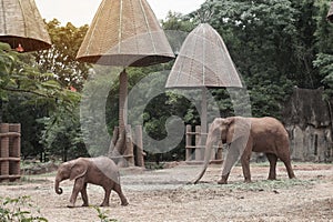 Mother and son African elephants.