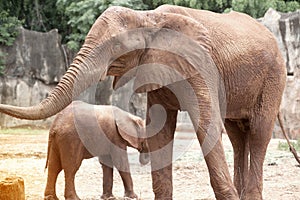 Mother and son African elephants.