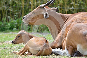 Mother and son banteng