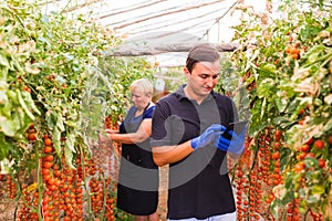 Mother and son check harvest of cherry tomato in greenhouse with tablet check online order. family business