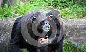 Mother and son chimpanzees: young chimpanzee chimp holds the arm and body of her chimpanzee mother