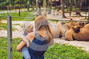 Mother and son looks at the camels at the zoo