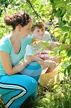 Mother and son picking raspberries in the