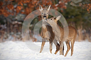 Mother and son roe deer, capreolus capreolus, in deep snow in winter kissing.