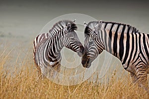 Mother and son in the savannah