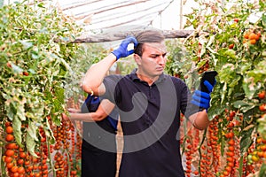 Mother and son with tablet check online orders of harvest of cherry tomato in greenhouse family business