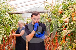 Mother and son with tablet check online orders of harvest of cherry tomato in greenhouse family business