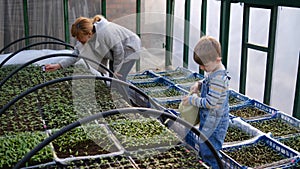 Mother and son water the seedlings in a small greenhouse near the house. The concept of a friendly family